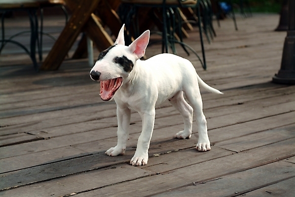 포토 JPG 주간 동물 척추동물 한마리 육지동물 반려견 포유류 사람없음 야외 반려동물 개 강아지 테리어 나무바닥 불테리어 반려 국내포토 자연요소 1 바닥 파일형식