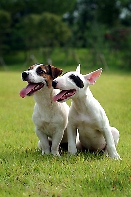 포토 JPG 주간 식물 동물 척추동물 육지동물 반려견 두마리 포유류 잔디 사람없음 야외 반려동물 개 강아지 테리어 불테리어 잭러셀테리어 반려 국내포토 자연요소 2 파일형식