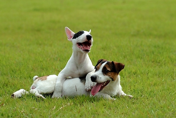 포토 JPG 주간 식물 동물 척추동물 육지동물 반려견 두마리 포유류 잔디 사람없음 야외 반려동물 개 강아지 테리어 불테리어 잭러셀테리어 반려 국내포토 자연요소 2 파일형식