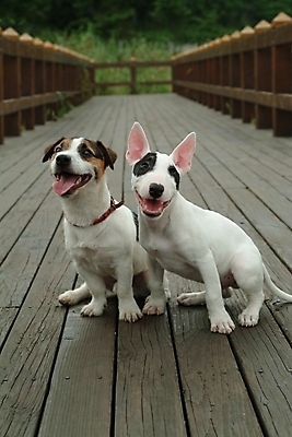 포토 JPG 주간 동물 척추동물 육지동물 반려견 두마리 포유류 사람없음 야외 울타리 반려동물 마루 개 강아지 테리어 불테리어 잭러셀테리어 반려 국내포토 자연요소 2 바닥 담장 파일형식