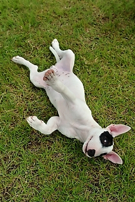 포토 JPG 주간 식물 동물 척추동물 한마리 육지동물 반려견 포유류 잔디 사람없음 야외 반려동물 개 강아지 테리어 불테리어 반려 국내포토 자연요소 1 파일형식