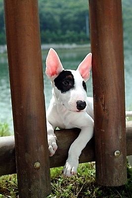 포토 JPG 주간 나무 식물 동물 척추동물 한마리 육지동물 반려견 포유류 사람없음 야외 울타리 반려동물 강 기둥 풀 개 강아지 테리어 불테리어 반려 국내포토 자연요소 1 건축 담장 파일형식