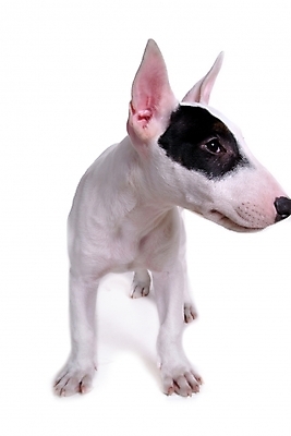 포토 JPG 스튜디오촬영 동물 척추동물 한마리 육지동물 반려견 포유류 사람없음 반려동물 개 강아지 테리어 불테리어 반려 국내포토 1 실내 파일형식