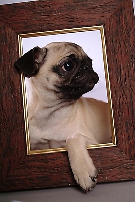 포토 JPG 동물 척추동물 한마리 육지동물 반려견 액자 포유류 프레임 실내 사람없음 반려동물 개 강아지 반려 퍼그 국내포토 1 내부 파일형식