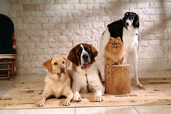 포토 JPG 나무 동물 척추동물 육지동물 반려견 의자 여러마리 포유류 실내 사람없음 반려동물 카펫 개 리트리버 강아지 래브라도리트리버 세인트버나드 보르조이 반려 포메라니안 국내포토 식물 가구 다수 내부 파일형식