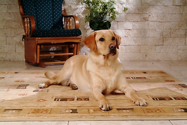 포토 JPG 식물 동물 척추동물 한마리 육지동물 화분 반려견 의자 포유류 실내 사람없음 반려동물 카펫 개 리트리버 강아지 래브라도리트리버 흔들의자 반려 국내포토 1 가구 내부 파일형식