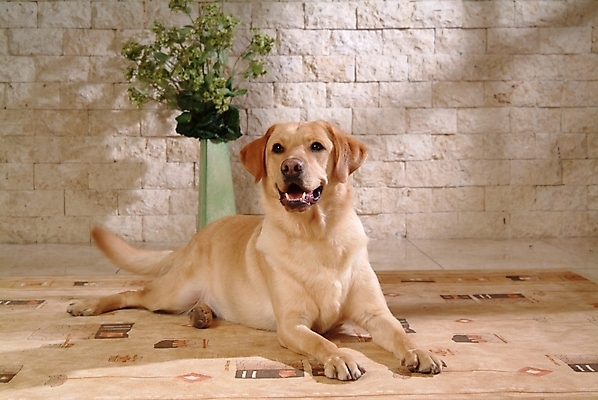 포토 JPG 식물 동물 척추동물 한마리 육지동물 화분 반려견 포유류 실내 사람없음 반려동물 카펫 개 리트리버 강아지 래브라도리트리버 반려 국내포토 1 내부 파일형식