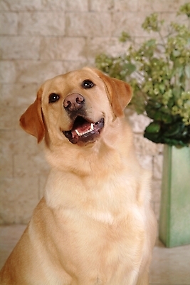 포토 JPG 식물 동물 척추동물 한마리 육지동물 화분 반려견 포유류 실내 사람없음 반려동물 개 리트리버 강아지 래브라도리트리버 반려 국내포토 1 내부 파일형식