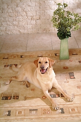 포토 JPG 식물 동물 척추동물 한마리 육지동물 화분 반려견 포유류 실내 사람없음 반려동물 카펫 개 리트리버 강아지 래브라도리트리버 반려 국내포토 1 내부 파일형식