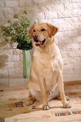 포토 JPG 식물 동물 척추동물 한마리 육지동물 화분 반려견 포유류 실내 사람없음 반려동물 카펫 개 리트리버 강아지 래브라도리트리버 반려 국내포토 1 내부 파일형식