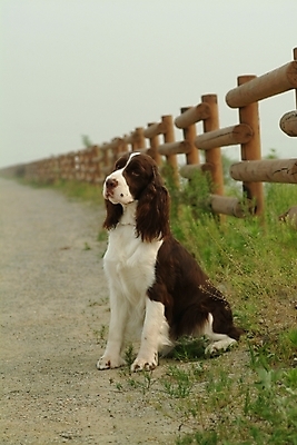 포토 JPG 주간 식물 동물 척추동물 한마리 육지동물 반려견 길 포유류 사람없음 야외 울타리 반려동물 스패니얼 풀 개 강아지 잉글리시스프링어스패니얼 반려 국내포토 자연요소 1 담장 파일형식