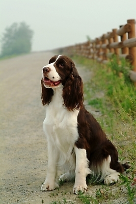 포토 JPG 주간 식물 동물 척추동물 한마리 육지동물 반려견 길 포유류 사람없음 야외 울타리 반려동물 스패니얼 풀 개 강아지 잉글리시스프링어스패니얼 반려 국내포토 자연요소 1 담장 파일형식
