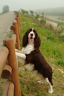 포토 JPG 주간 식물 동물 척추동물 한마리 육지동물 반려견 길 포유류 초원 사람없음 야외 울타리 반려동물 스패니얼 풀 개 강아지 잉글리시스프링어스패니얼 반려 국내포토 자연요소 1 담장 파일형식