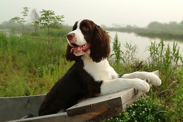 포토 JPG 주간 식물 동물 척추동물 한마리 육지동물 반려견 포유류 초원 사람없음 야외 물 반려동물 강 스패니얼 풀 개 강아지 잉글리시스프링어스패니얼 반려 선박 국내포토 자연요소 1 수상교통 파일형식