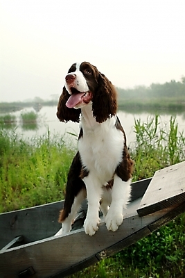 포토 JPG 주간 식물 동물 척추동물 한마리 육지동물 반려견 포유류 초원 사람없음 야외 물 반려동물 강 스패니얼 풀 개 강아지 잉글리시스프링어스패니얼 반려 선박 국내포토 자연요소 1 수상교통 파일형식