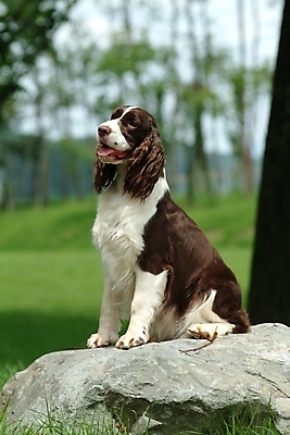 포토 JPG 주간 나무 식물 동물 척추동물 한마리 육지동물 반려견 포유류 잔디 사람없음 야외 반려동물 스패니얼 돌_바위 바위 개 강아지 잉글리시스프링어스패니얼 반려 국내포토 자연요소 1 파일형식