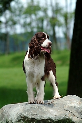 포토 JPG 주간 나무 식물 동물 척추동물 한마리 육지동물 반려견 포유류 잔디 사람없음 야외 반려동물 스패니얼 돌_바위 바위 개 강아지 잉글리시스프링어스패니얼 반려 국내포토 자연요소 1 파일형식