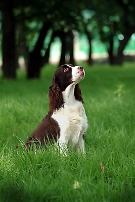 포토 JPG 주간 나무 식물 동물 척추동물 한마리 육지동물 반려견 포유류 잔디 사람없음 야외 반려동물 스패니얼 개 강아지 잉글리시스프링어스패니얼 반려 국내포토 자연요소 1 파일형식