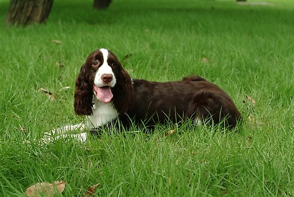 포토 JPG 주간 식물 동물 척추동물 한마리 육지동물 반려견 포유류 잔디 사람없음 야외 반려동물 스패니얼 개 강아지 잉글리시스프링어스패니얼 반려 국내포토 자연요소 1 파일형식