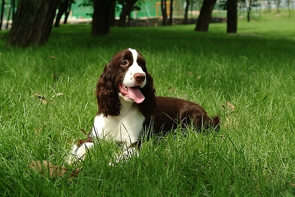 포토 JPG 주간 나무 식물 동물 척추동물 한마리 육지동물 반려견 포유류 잔디 사람없음 야외 반려동물 스패니얼 개 강아지 잉글리시스프링어스패니얼 반려 국내포토 자연요소 1 파일형식