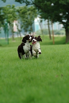 포토 JPG 주간 나무 식물 동물 척추동물 육지동물 반려견 두마리 포유류 잔디 사람없음 야외 반려동물 스패니얼 개 강아지 잉글리시스프링어스패니얼 반려 국내포토 자연요소 2 파일형식