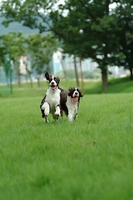 포토 JPG 주간 나무 식물 동물 척추동물 육지동물 반려견 두마리 포유류 잔디 사람없음 야외 반려동물 스패니얼 개 강아지 잉글리시스프링어스패니얼 반려 국내포토 자연요소 2 파일형식