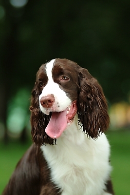 포토 JPG 주간 동물 척추동물 한마리 육지동물 반려견 포유류 사람없음 야외 반려동물 스패니얼 개 강아지 잉글리시스프링어스패니얼 반려 국내포토 자연요소 1 파일형식