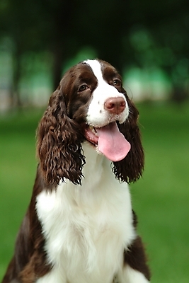포토 JPG 주간 동물 척추동물 한마리 육지동물 반려견 포유류 사람없음 야외 반려동물 스패니얼 개 강아지 잉글리시스프링어스패니얼 반려 국내포토 자연요소 1 파일형식