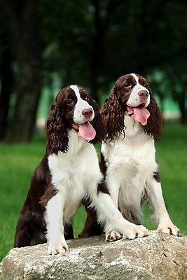 포토 JPG 주간 나무 식물 동물 척추동물 육지동물 반려견 두마리 포유류 잔디 사람없음 야외 반려동물 스패니얼 돌_바위 바위 개 강아지 잉글리시스프링어스패니얼 반려 국내포토 자연요소 2 파일형식