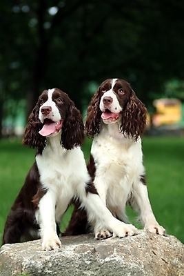 포토 JPG 주간 동물 척추동물 육지동물 반려견 두마리 포유류 사람없음 야외 반려동물 스패니얼 돌_바위 바위 개 강아지 잉글리시스프링어스패니얼 반려 국내포토 자연요소 2 파일형식