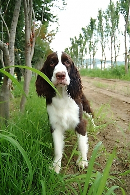 포토 JPG 주간 나무 식물 동물 척추동물 한마리 육지동물 반려견 길 포유류 사람없음 야외 반려동물 스패니얼 풀 풀잎 개 강아지 잉글리시스프링어스패니얼 반려 국내포토 자연요소 1 잎 풀_식물 파일형식