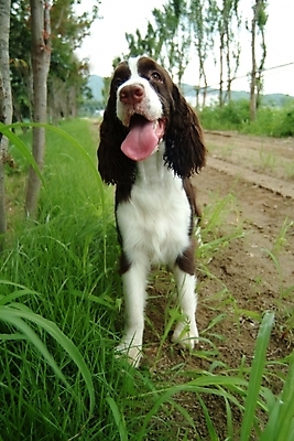 포토 JPG 주간 나무 식물 동물 척추동물 한마리 육지동물 반려견 길 포유류 사람없음 야외 반려동물 스패니얼 풀 풀잎 개 강아지 잉글리시스프링어스패니얼 반려 국내포토 자연요소 1 잎 풀_식물 파일형식