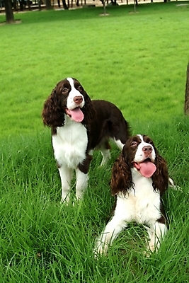 포토 JPG 주간 동물 척추동물 육지동물 반려견 두마리 포유류 잔디 사람없음 야외 반려동물 스패니얼 개 강아지 잉글리시스프링어스패니얼 반려 국내포토 자연요소 식물 2 파일형식