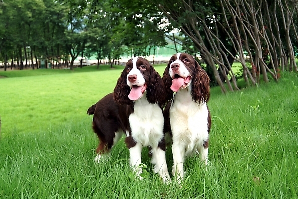 포토 JPG 주간 나무 식물 동물 척추동물 육지동물 반려견 두마리 포유류 잔디 사람없음 야외 반려동물 스패니얼 풀 개 강아지 잉글리시스프링어스패니얼 반려 국내포토 자연요소 2 파일형식