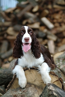 포토 JPG 주간 나무 동물 척추동물 한마리 육지동물 반려견 포유류 사람없음 야외 반려동물 스패니얼 개 강아지 나무토막 잉글리시스프링어스패니얼 반려 국내포토 자연요소 식물 1 파일형식