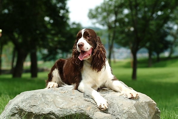 포토 JPG 주간 나무 식물 동물 척추동물 한마리 육지동물 반려견 포유류 잔디 사람없음 야외 반려동물 스패니얼 돌_바위 바위 개 강아지 잉글리시스프링어스패니얼 반려 국내포토 자연요소 1 파일형식