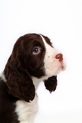 포토 JPG 스튜디오촬영 동물 척추동물 한마리 육지동물 반려견 포유류 사람없음 반려동물 스패니얼 개 강아지 잉글리시스프링어스패니얼 반려 국내포토 1 실내 파일형식