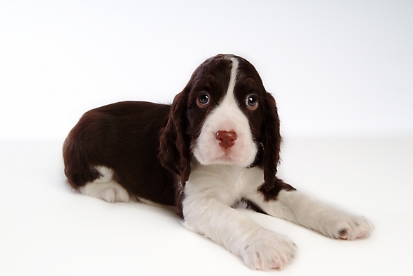 포토 JPG 스튜디오촬영 동물 척추동물 한마리 육지동물 반려견 포유류 사람없음 반려동물 스패니얼 개 강아지 잉글리시스프링어스패니얼 반려 국내포토 1 실내 파일형식