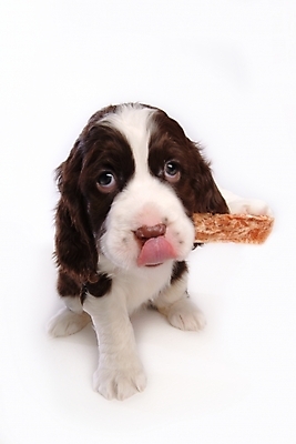 포토 JPG 스튜디오촬영 동물 척추동물 한마리 육지동물 반려견 포유류 사람없음 반려동물 스패니얼 개 강아지 껌 잉글리시스프링어스패니얼 반려 국내포토 1 실내 파일형식