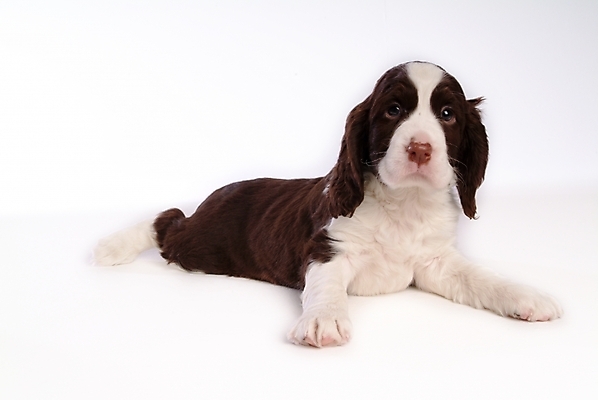 포토 JPG 스튜디오촬영 동물 척추동물 한마리 육지동물 반려견 포유류 사람없음 반려동물 스패니얼 개 강아지 잉글리시스프링어스패니얼 반려 국내포토 1 실내 파일형식