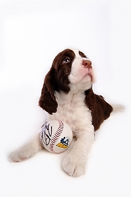 포토 JPG 스튜디오촬영 동물 척추동물 한마리 육지동물 반려견 스포츠용품 포유류 사람없음 반려동물 스패니얼 개 강아지 야구공 잉글리시스프링어스패니얼 반려 국내포토 1 스포츠 공 실내 야구용품 오브젝트 파일형식
