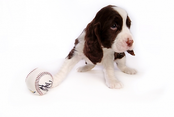 포토 JPG 스튜디오촬영 동물 척추동물 한마리 육지동물 반려견 스포츠용품 포유류 사람없음 반려동물 스패니얼 개 강아지 야구공 잉글리시스프링어스패니얼 반려 국내포토 1 스포츠 공 실내 야구용품 오브젝트 파일형식