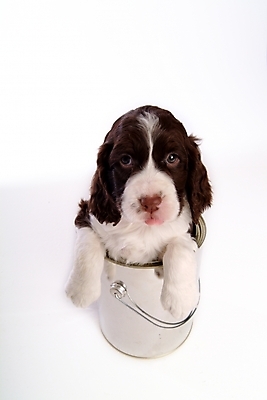 포토 JPG 스튜디오촬영 동물 척추동물 한마리 육지동물 반려견 포유류 통 사람없음 반려동물 페인트 스패니얼 개 강아지 페인트통 잉글리시스프링어스패니얼 반려 국내포토 1 실내 파일형식