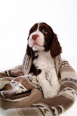 포토 JPG 스튜디오촬영 동물 척추동물 한마리 육지동물 옷 반려견 포유류 사람없음 반려동물 카펫 스패니얼 개 강아지 잉글리시스프링어스패니얼 반려 국내포토 1 실내 파일형식