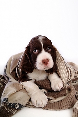 포토 JPG 스튜디오촬영 동물 척추동물 한마리 육지동물 옷 반려견 포유류 사람없음 반려동물 카펫 스패니얼 개 강아지 잉글리시스프링어스패니얼 반려 국내포토 1 실내 파일형식