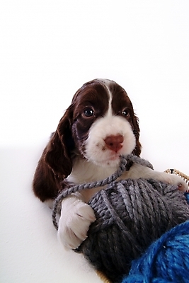 포토 JPG 스튜디오촬영 동물 척추동물 한마리 육지동물 반려견 포유류 사람없음 반려동물 바구니 스패니얼 털실 실 개 강아지 실타래 잉글리시스프링어스패니얼 실뭉치 반려 국내포토 1 실내 파일형식