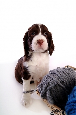 포토 JPG 스튜디오촬영 동물 척추동물 한마리 육지동물 반려견 포유류 사람없음 반려동물 바구니 스패니얼 털실 실 개 강아지 실타래 잉글리시스프링어스패니얼 실뭉치 반려 국내포토 1 실내 파일형식