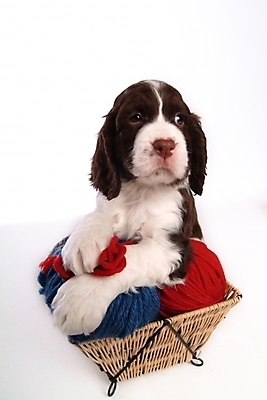 포토 JPG 스튜디오촬영 동물 척추동물 한마리 육지동물 반려견 포유류 사람없음 반려동물 바구니 스패니얼 털실 실 개 강아지 실타래 잉글리시스프링어스패니얼 실뭉치 반려 국내포토 1 실내 파일형식