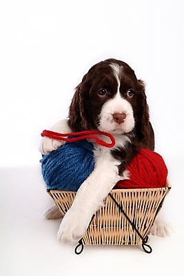 포토 JPG 스튜디오촬영 동물 척추동물 한마리 육지동물 반려견 포유류 사람없음 반려동물 바구니 스패니얼 털실 실 개 강아지 실타래 잉글리시스프링어스패니얼 실뭉치 반려 국내포토 1 실내 파일형식