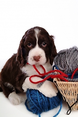 포토 JPG 스튜디오촬영 동물 척추동물 한마리 육지동물 반려견 포유류 사람없음 반려동물 바구니 스패니얼 털실 실 개 강아지 실타래 잉글리시스프링어스패니얼 실뭉치 반려 국내포토 1 실내 파일형식